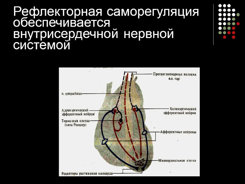 Рефлекторная саморегуляция обеспечивается внутрисердечной нервной системой